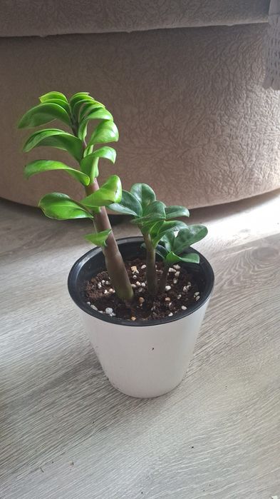 Продам замиакулькас Зензи