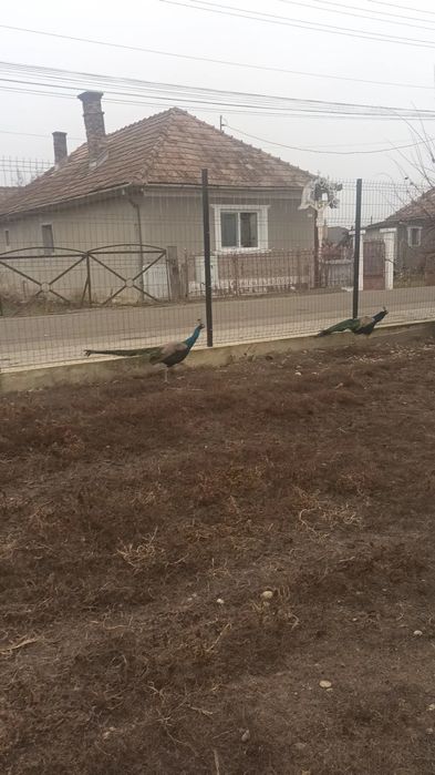 Pauni și curci .