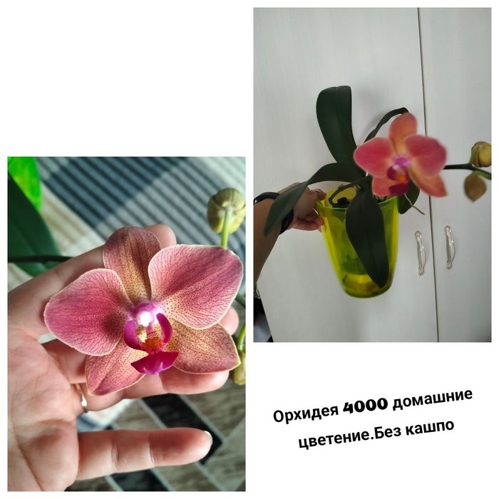 Цветы комнатные не дорого