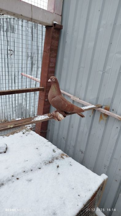 голуби, самки, летные