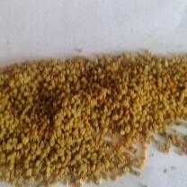 Vând polen crud congelat