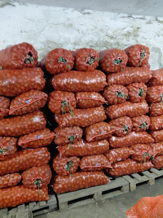 Семенной картофель 120тг