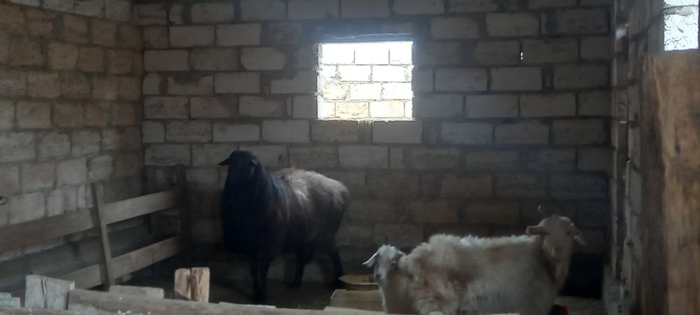 Қошқар ; 200 000тг