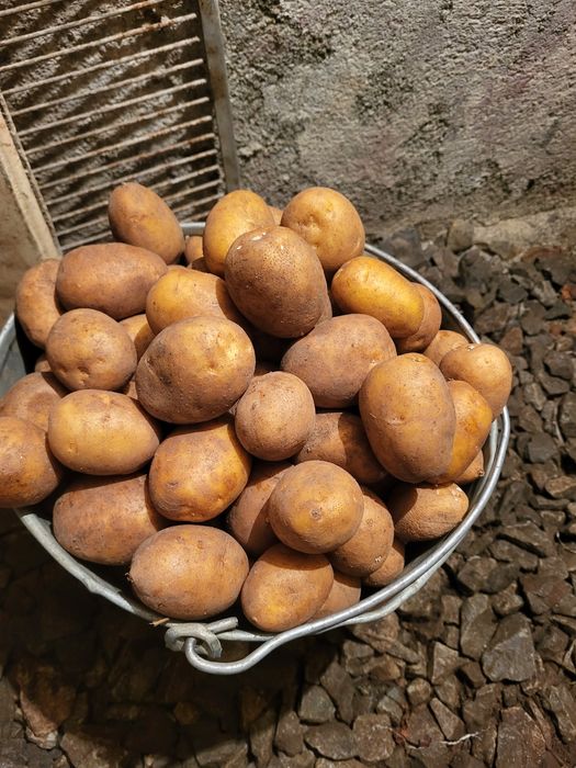 Продам картофель. СЕМЯНОЙ.