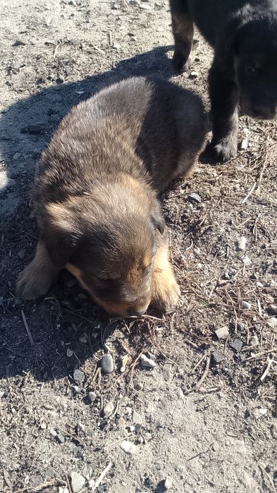 Продам щенят ротвейлера