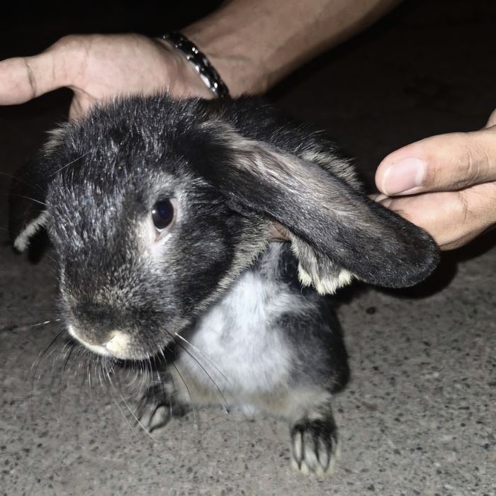 Кролики декоративные