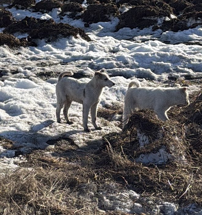 Щенята лайки продам