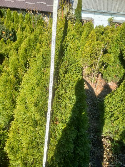 Tuia smaragd de vânzare