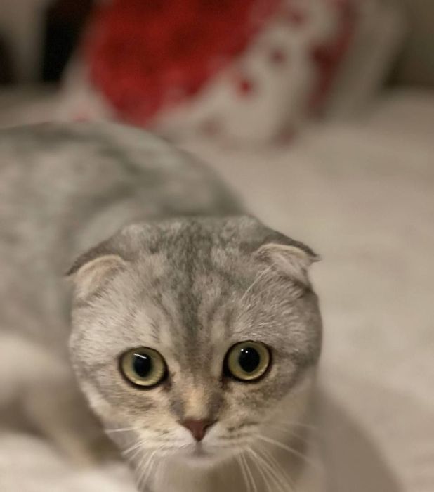 Scottish fold Sotiladi 300$