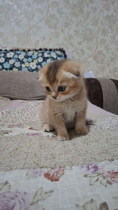 Котенок скоттиш фолд мальчик