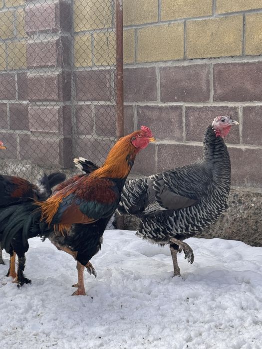 Бойцовый петух дакан