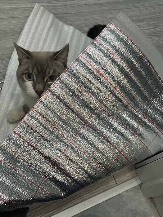 тайский метис (блю-табби-пойнт) приглашает на вязку