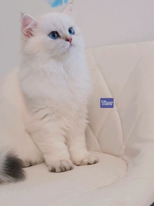 Mascul  british longhair
