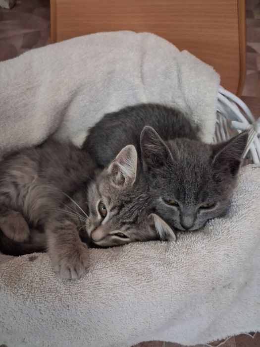 Продам красивых котят