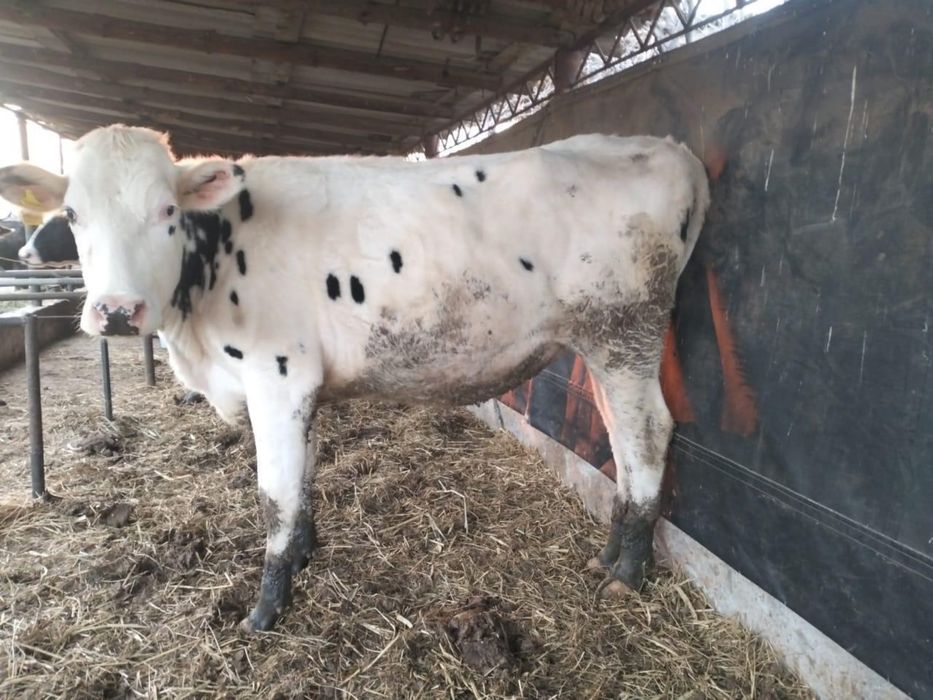 Корова чисто кровная