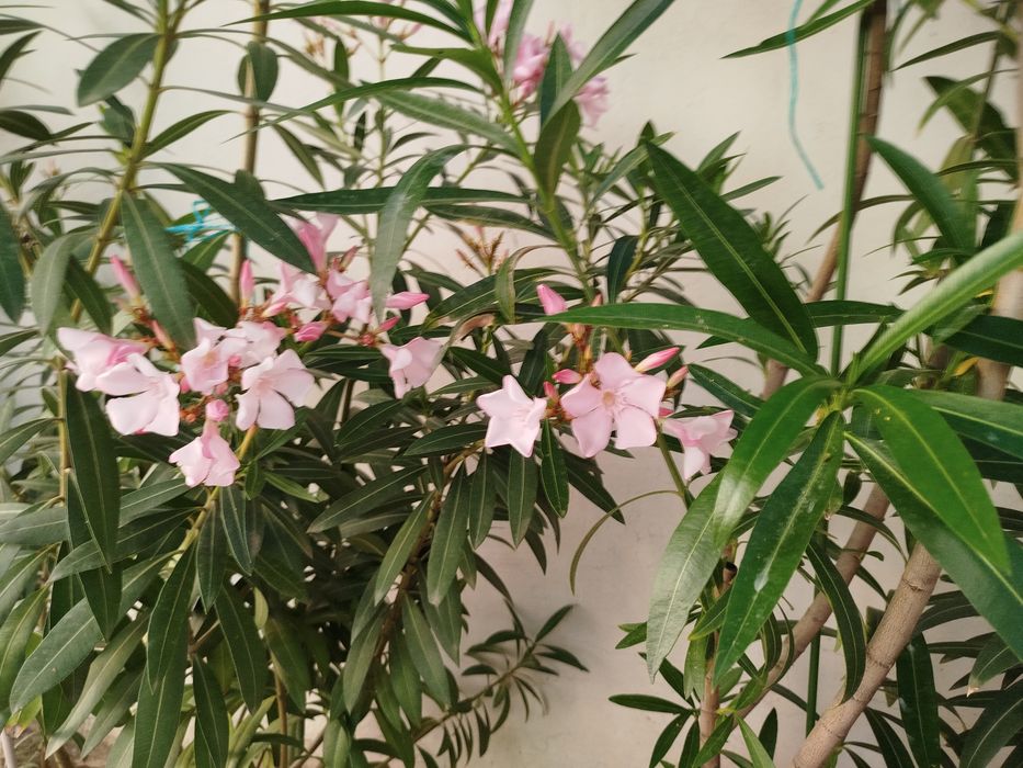 Зокум / Олеандър