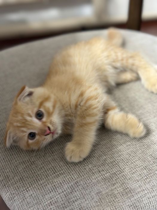 Котята в заботливые руки.