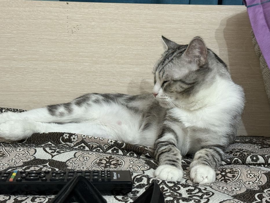 Отдам кота в хорошый руки