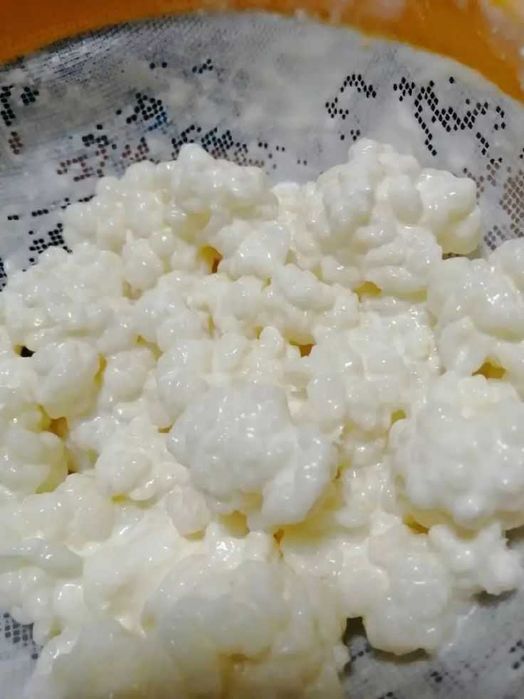 Vând Ciuperca de Kefir – Granule active ca starter pentru preparare acasă