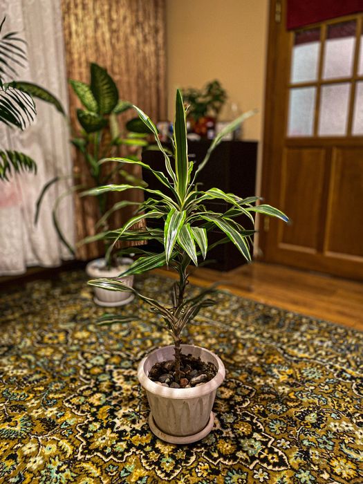 Продам комнатные цветы