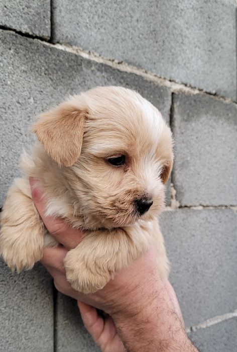 Голдъст йоркширски териер-мини!!!