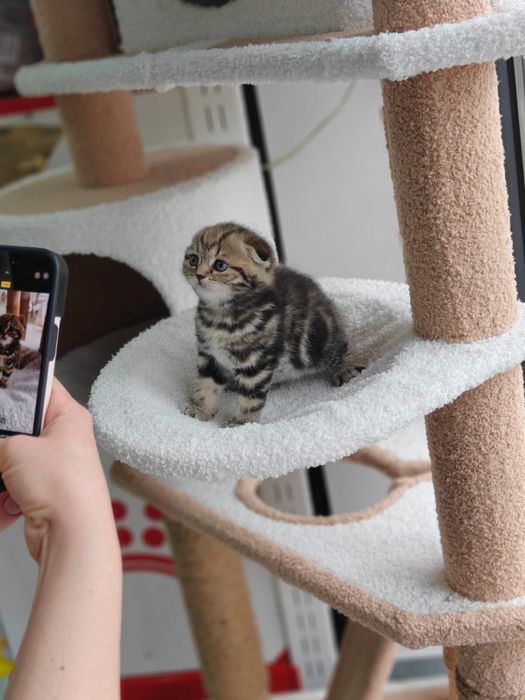 Котята скотиш скотиш