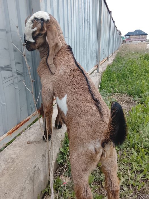 Битал теке лақ 2,5 айлық