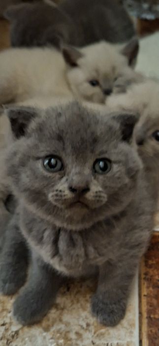 Шотландски калърпойнт