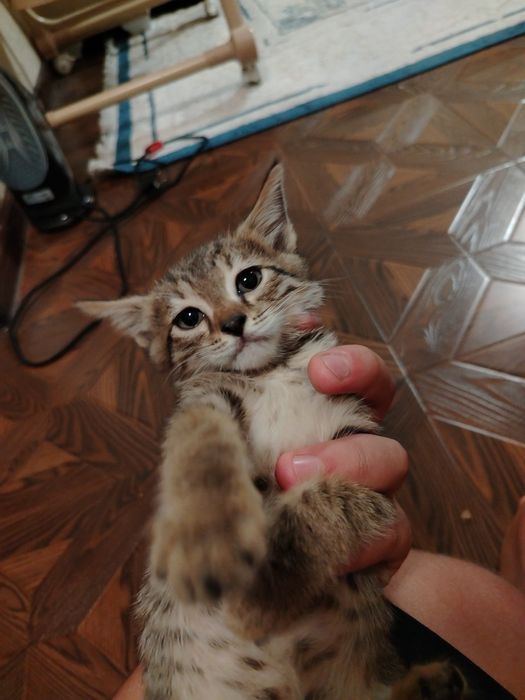Отдам котят в добрые руки