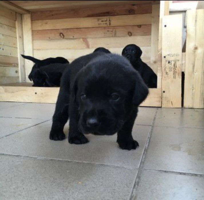 Чистокръвни Лабрадор ретривъри