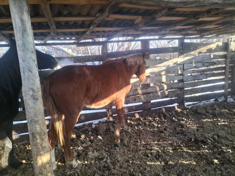 Продам жеребцов 3летки