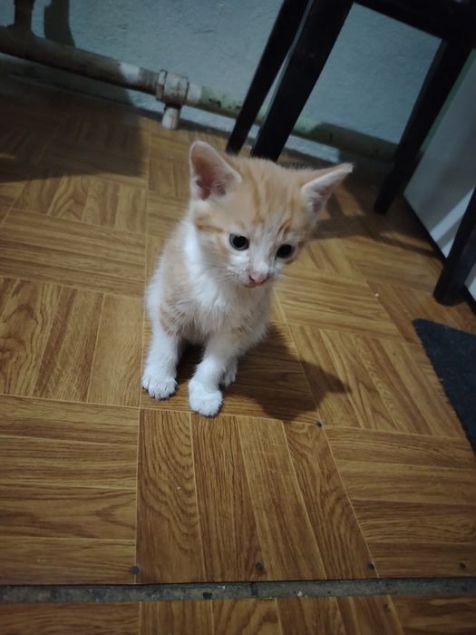 Трое миленьких котят ищут дом!