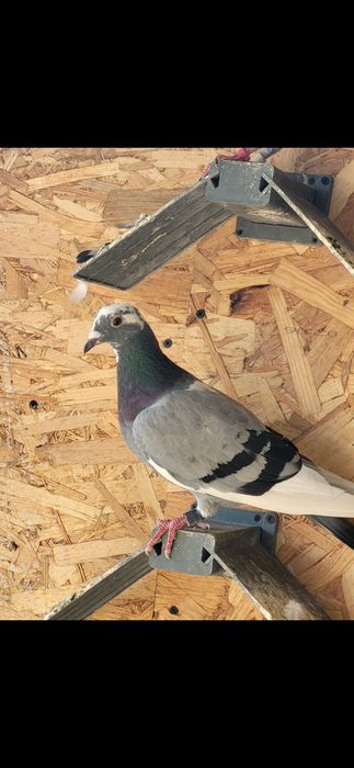 Voiajori de concursuri