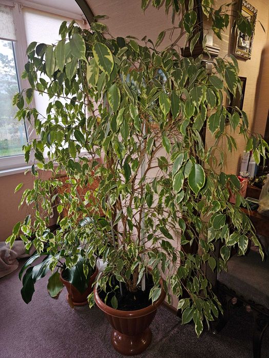 Фикус бенджамина 1.8 метра