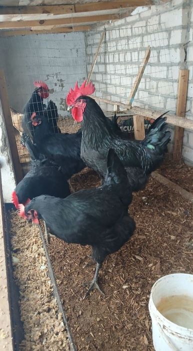 Gigant qora shahzoda tuxumlari sotilodi. Manzil Xiva shahri