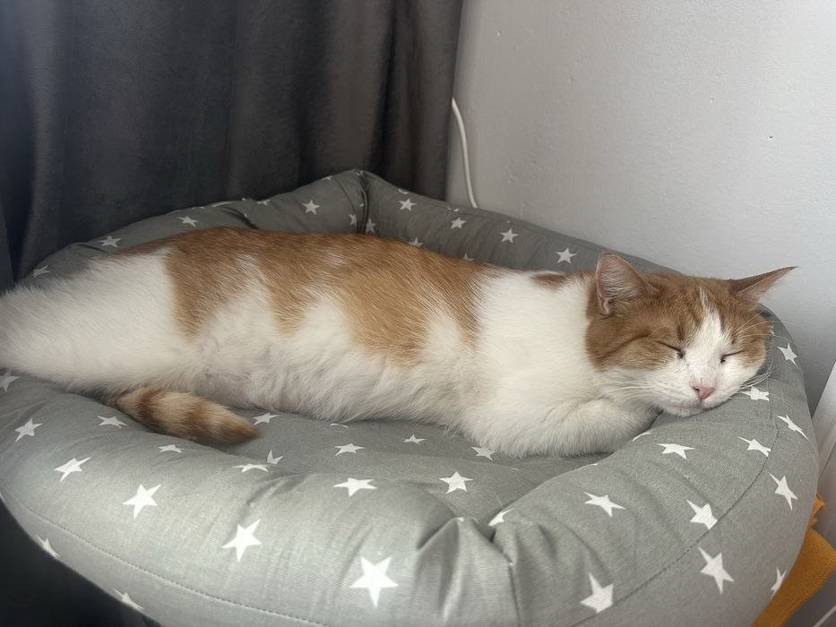 Отдам кота в хорошие руки