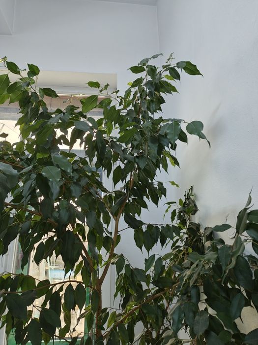 Дърво Бенджамин, стана твърде голямо за помещението