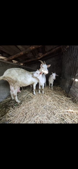 Vând 2 țapi din primăvară, de rasă