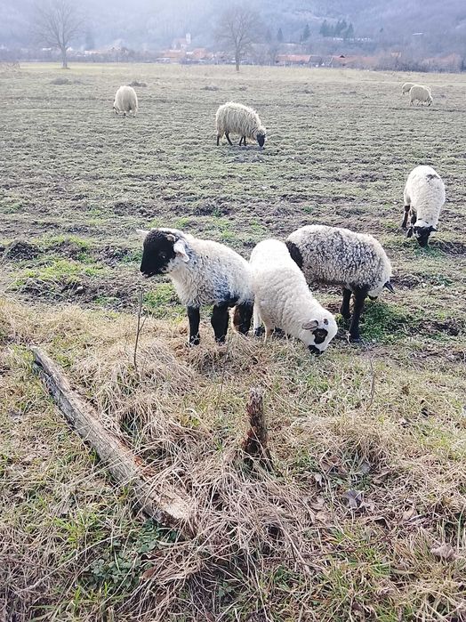 Oi de vânzare cu miei