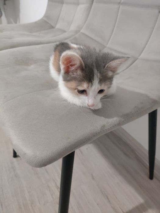 Отдаю котёнка бесплатно