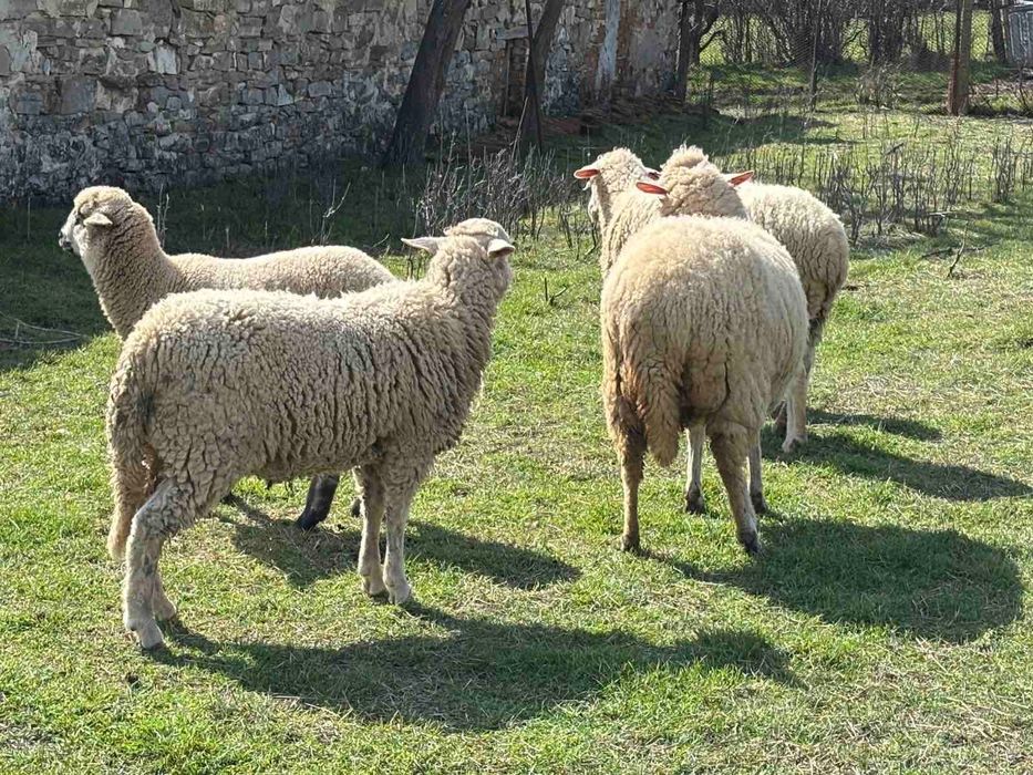 Продавам овце и агнета