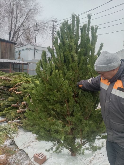 Ёлки Новогодние.