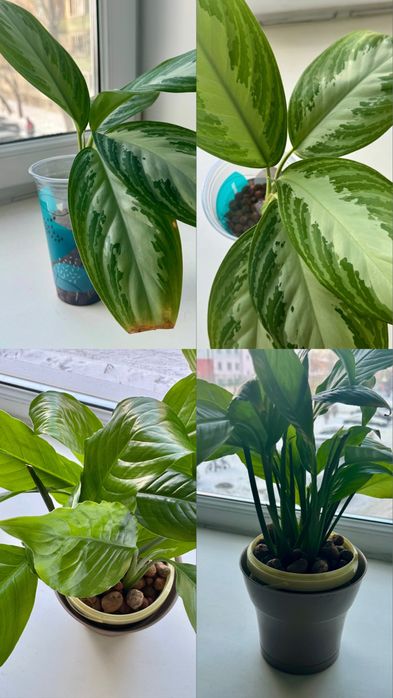 Продам цветы срочно