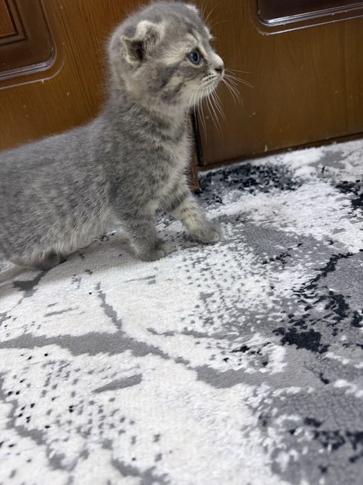 Котенок Русско голубой
