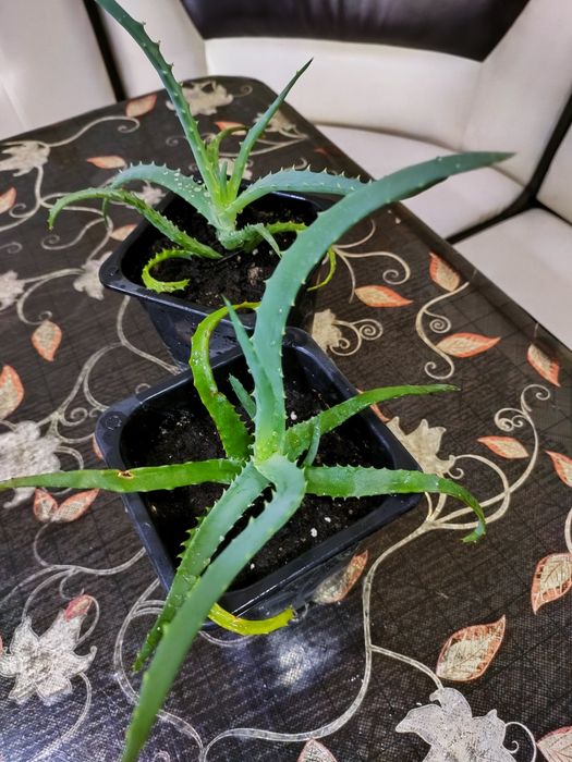 Лечебное алоэ, каланхоэ. Доставка