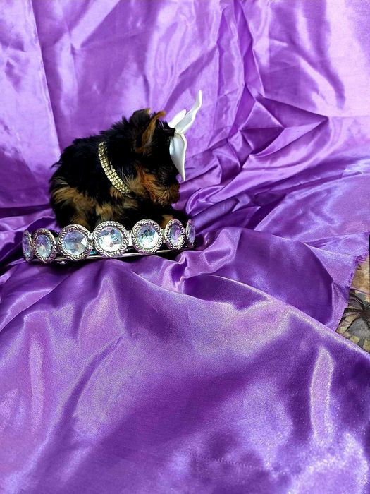 Йоркширски териер мини