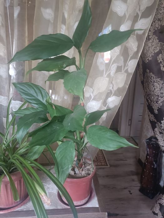 Продам  цветы в горшках