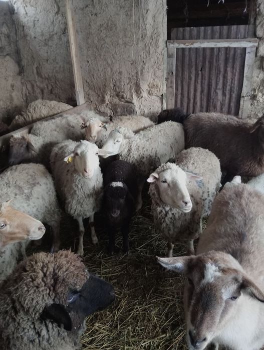 Козылы койлар сатылады