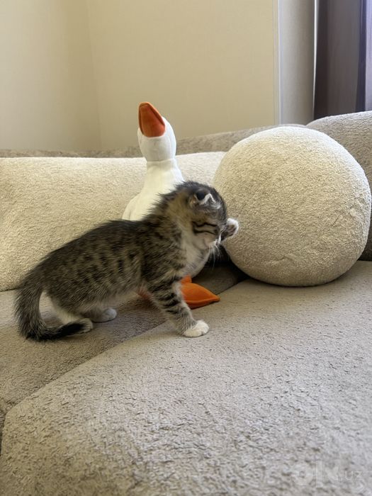 Scottish Fold (Шотланд бурмақулоқ