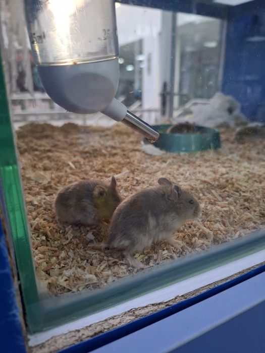 Хомяки джунгарские